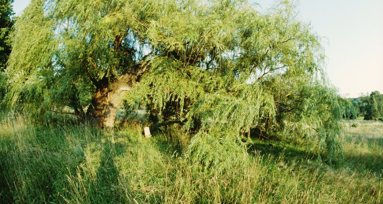 Qué plantas absorben el exceso de agua en un patio |