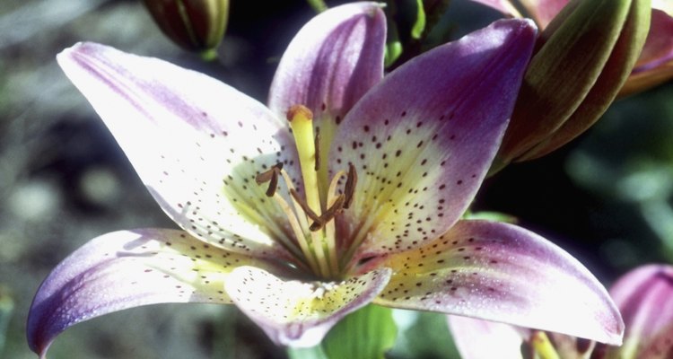 Tree lilies have the fragrance of Oriental lilies.