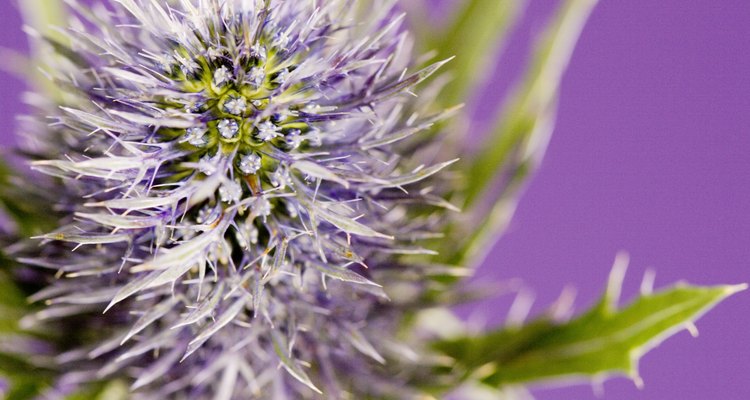 Many thistles were introduced from Europe.