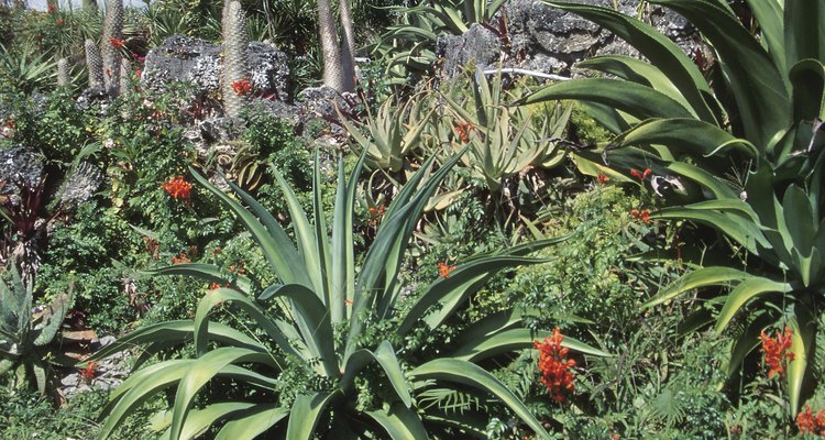 La palma de Madagascar le dará a tu entrada un aspecto exótico y llamativo.
