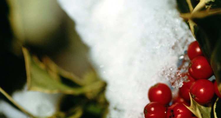 Muchos acebos producen frutos rojos.