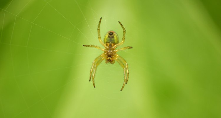 Algumas aranhas usam suas teias somente para descansar