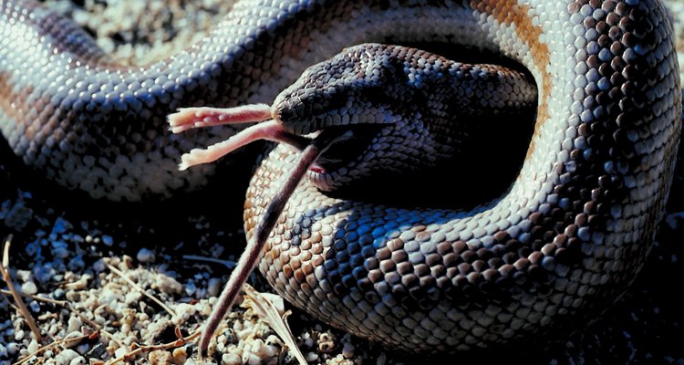 Algunas serpientes de Florida que en realidad no son marrón o negras pueden parecerlo a simple vista.