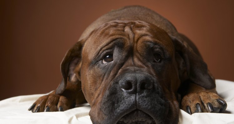 Nala adora fazer amigos, principalmente quando joga bola