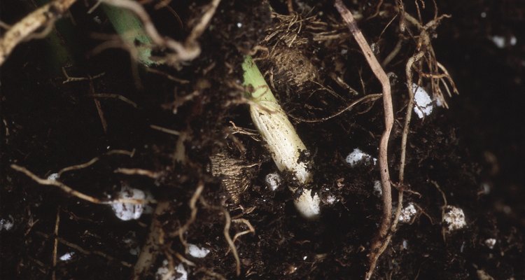 Aplica una solución débil de un fertilizante soluble en agua a las plantas después del trasplante.