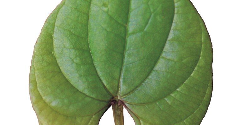 Several different trees produce giant, heart-shaped leaves.