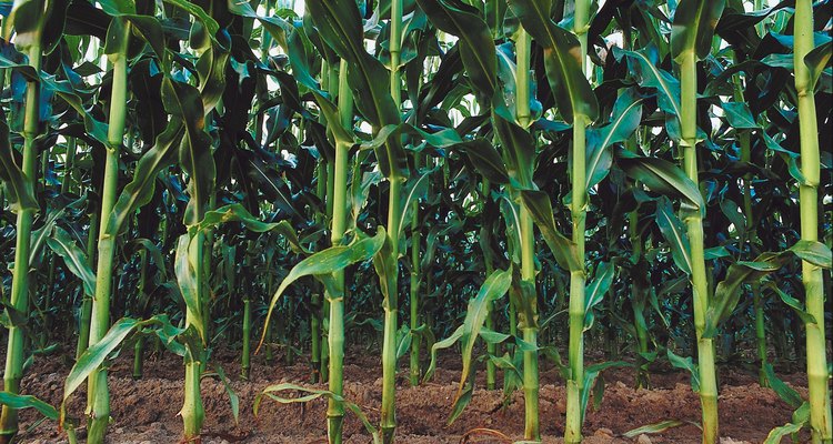 El maíz común sobrevive al calor y al brillo del sol a través de la fotosíntesis C4.
