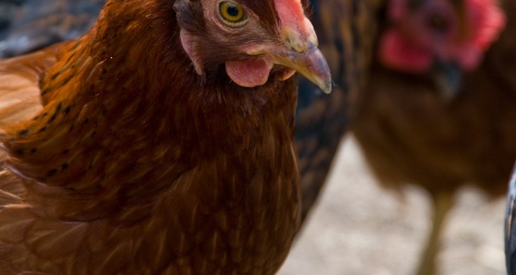 A aparência física é a diferença mais marcante entre galinha e galo