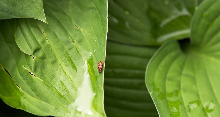 Las plantas hosta sirven como una cobertura para la tierra para prevenir la erosión del suelo.