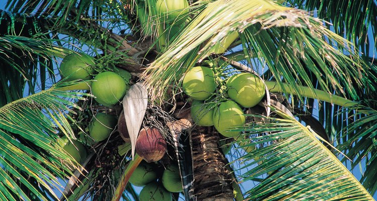 La leche y el agua de coco vienen de distintas partes de la fruta.