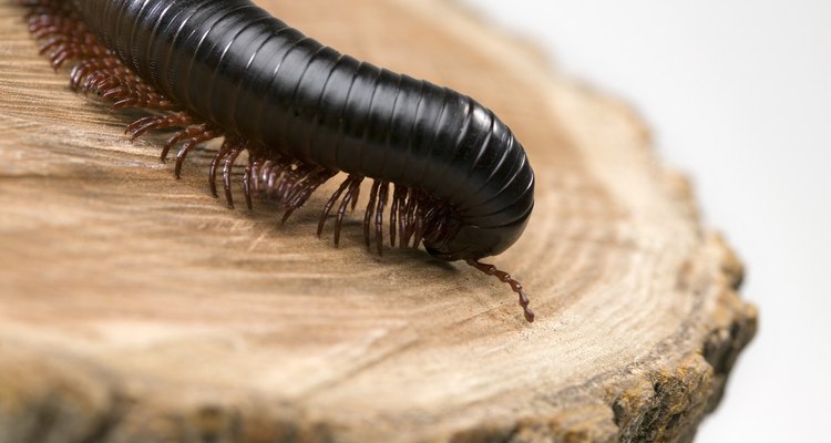 Millipedes don't bite.