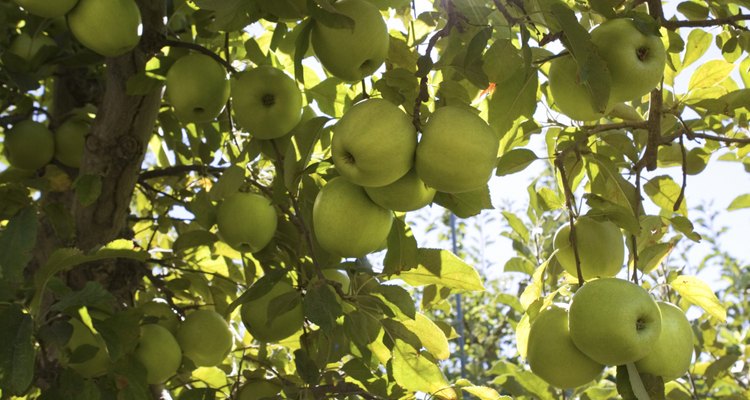 apple tree