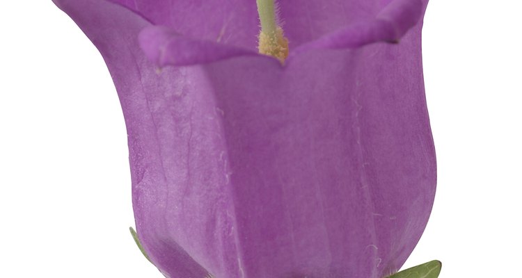 The nettle-leaved bellflower has bluish-violet bell-shaped flowers and nettle-like leaves.