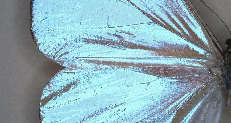Acrylic resin protects fragile insects.