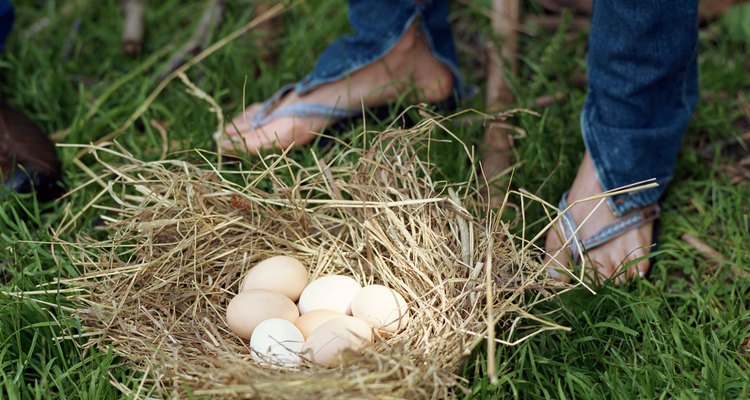 Las Leghorn son ponedoras prolíficas, apreciadas por los productores de huevos comerciales.