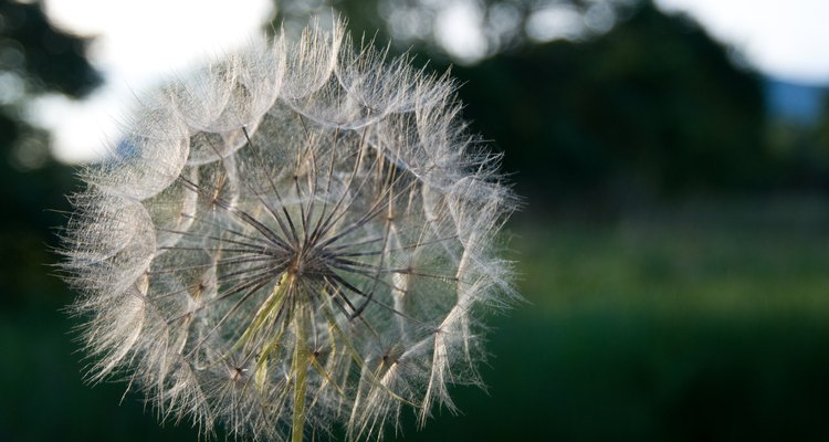Weeds, such as dandelions, can quickly take over your lawn and garden.