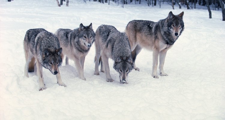 Os lobos vivem normalmente em matilhas de cinco a oito membros
