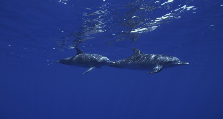 Polycarbonate sheets are often used in large aquariums.