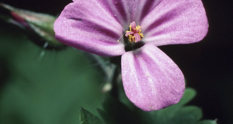 Los geranios perennes verdaderos tienen menos flores ostentosas que sus compañeros anuales.