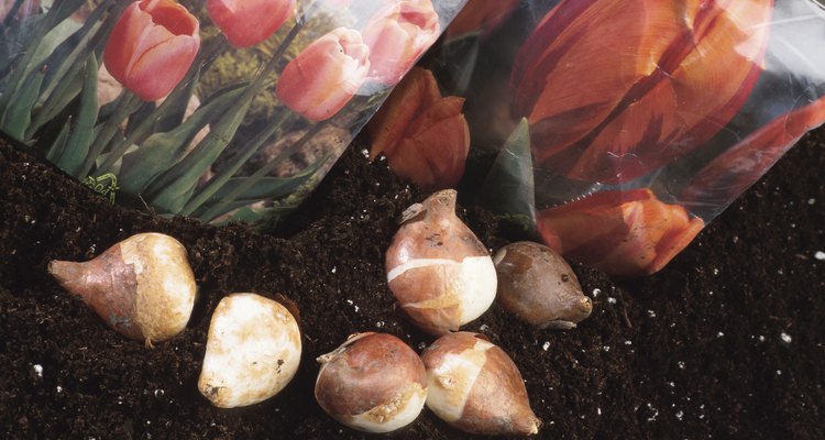 Los tulipanes pueden ser cultivados a lo largo del año en jarrones de vidrio.