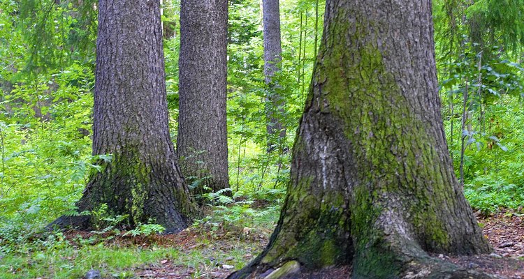 El musgo puede ser encontrado en el bosque y colocado en un terrario.