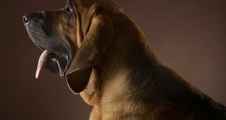 Muchos de los tumores en el hocico de un perro no son cancerosos.