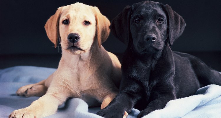 Los cachorros de labrador vienen en colores sólidos sin patrones, pero un cachorro mezclado podría heredar el color del lado del doberman.