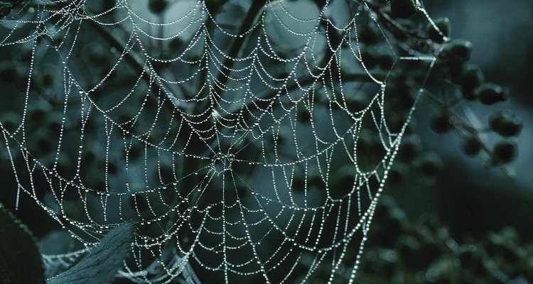 La mayoría de las arañas crean sus telarañas en lugares oscuros y frescos.