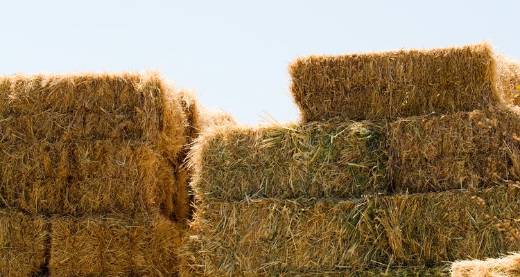 Hay bales are kept in stacks to help protect them from moisture.