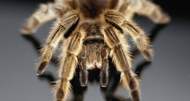 As aranhas são menos perigosas do que parecem