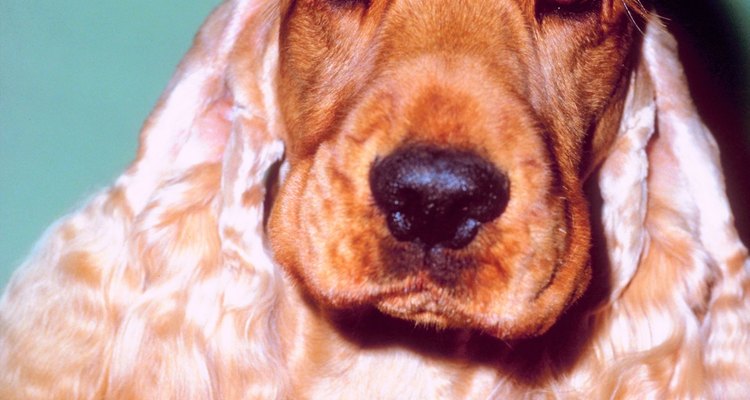 Os cocker spaniels e os boxers são duas das raças mais propensas a sofrerem de paralisia facial