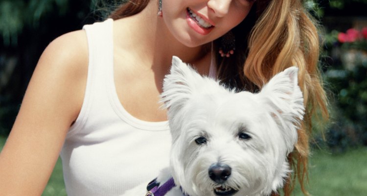 Take special care of your Westie when it won't eat.