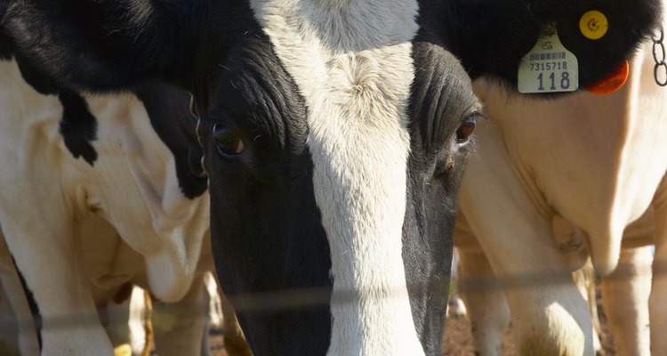 Fotógrafos de animais usam os blocos de sal para atrair os animais
