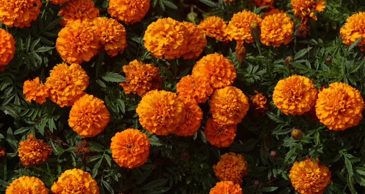 Las caléndulas se encuentran entre las plantas con flores que ayudan a repeler plagas de insectos no deseados.