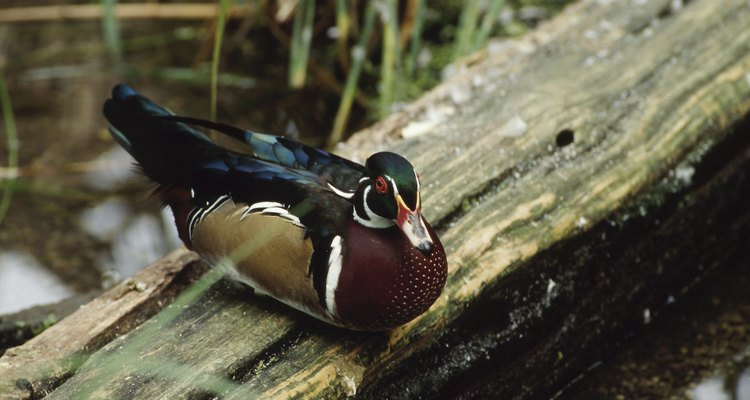 You can finish wooden ducks with Minwax Polycrylic.