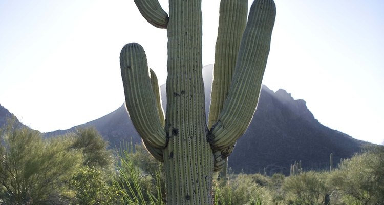 Los cactus son muy bonitos pero te pueden lastimar.