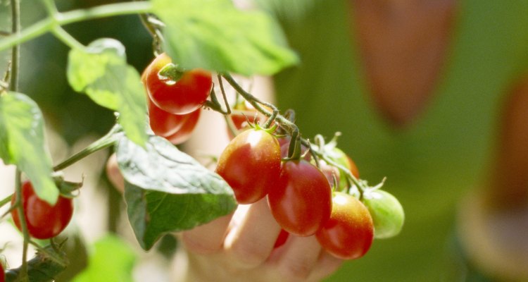 Cultivar sabrosos tomates comienza con un suelo de calidad.