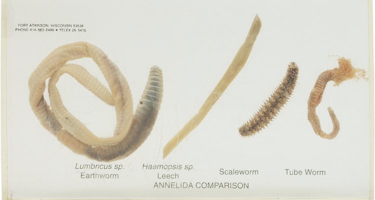 Los gusanos en larva se alimentan de raíces mientras existen en la etapa de larva.