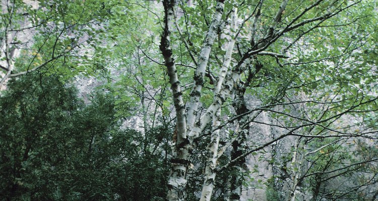 The willow tree's extensive root system helps prevent erosion.