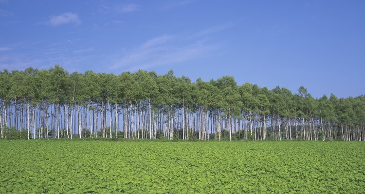 Field of soybeans, Kamishihoro town, Hokkaido prefecture, Japan