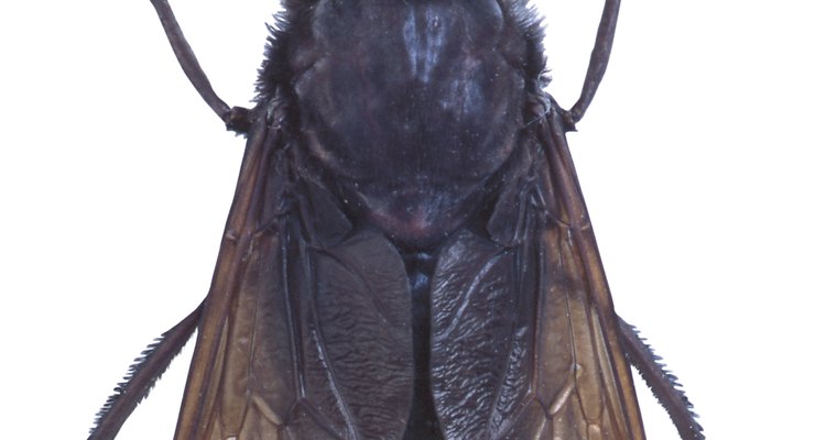 Nem todo pequeno inseto preto com asas é uma mosca