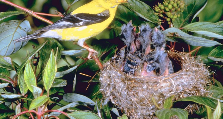 El jilguero es uno de los pájaros más melodiosos.