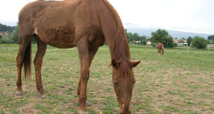 Na fase inicial, um cavalo muito magro deve ter acesso limitado à grama para que não exagere na alimentação