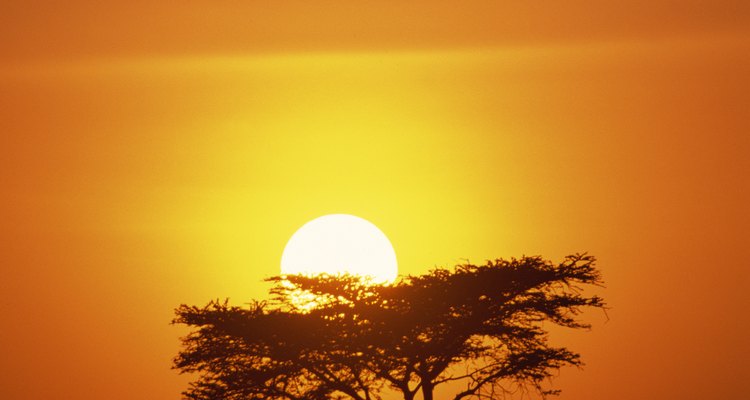 Un árbol de acacia en el ocaso en las llanuras del Masai Mara en Kenia.