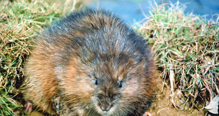 Las ratas almizcleras siempre viven cerca del agua y de una fuente confiable de alimento.