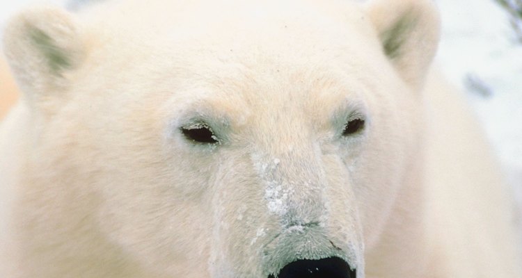 Un oso polar pesa entre 900 libras (400 kilogramos) y 1600 libras (725 kilogramos) y generalmente crece hasta 6 pies (1.80 metos) de altura.