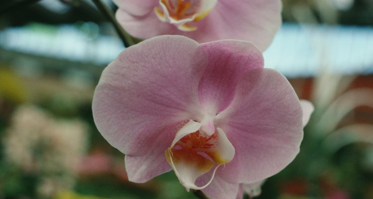 A fase de florescimento das orquídeas é quando usam a maior parte de sua energia