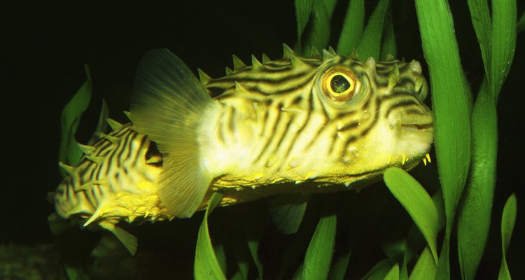 Um peixe nadando através de ervas marinhas
