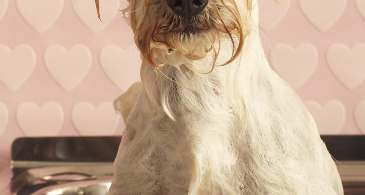 If you kill the fleas on your pet, you'll save yourself from flea bites, too.