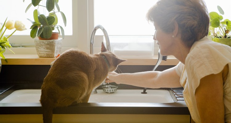 Mujer jugando con un gato.